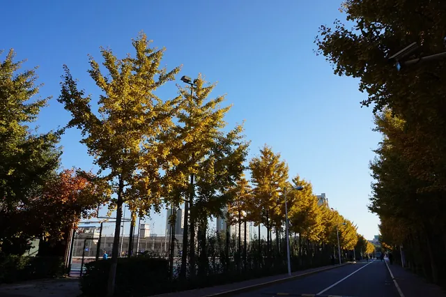 Beijing Normal University — widok 5