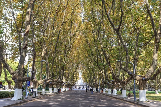 Southeast University — widok 5