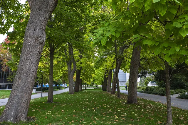 University of British Columbia — widok 5