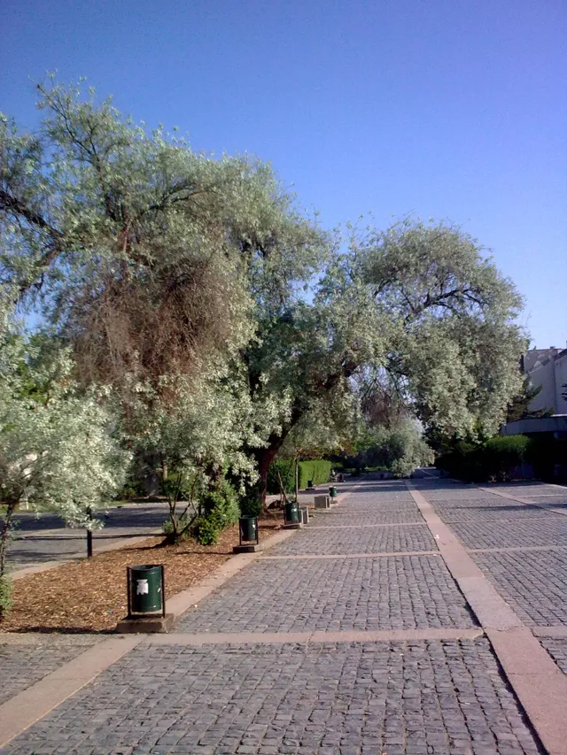 Middle East Technical University (METU) — widok 4