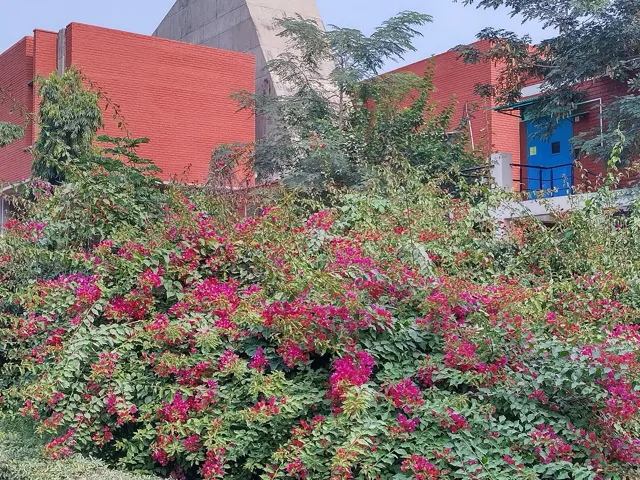 Indian Institute of Technology Kanpur — widok 3